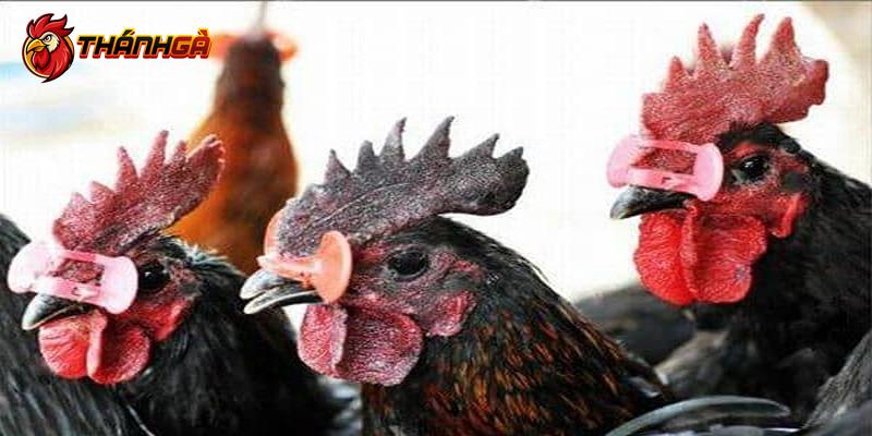 Mắt gà có đốm đen
