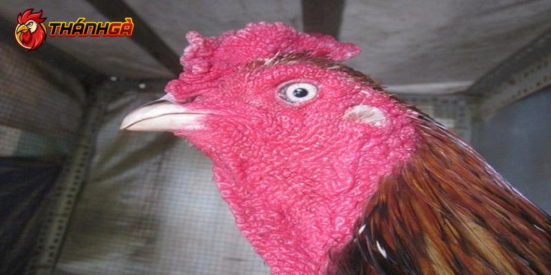 Gà có mắt trắng dã