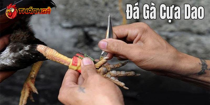Giới thiệu thông tin cơ bản về hình thức đá gà cựa dao