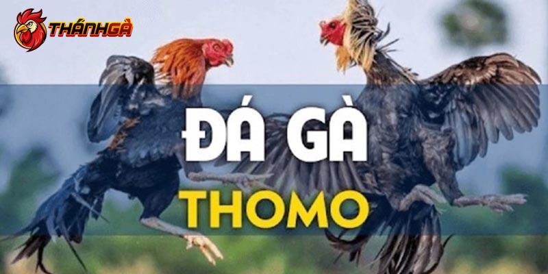 Đá Gà Thomo Là Gì