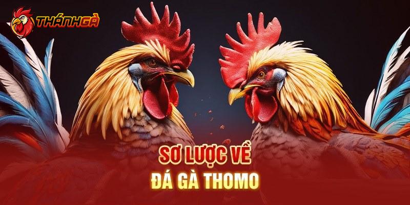 Giải đáp cho câu hỏi “đá gà Thomo là gì?”