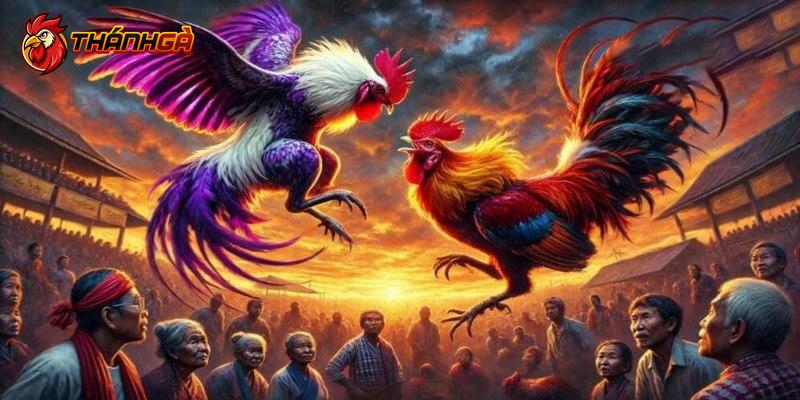 Nâng cao sự kịch tính bằng cách mồi chài giúp gà nóng máu