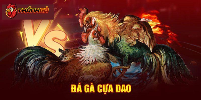 Luật chơi đá gà cựa dao newbie cần nắm