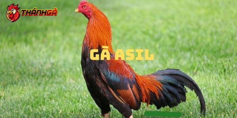 Gà đá cựa sắt Asil