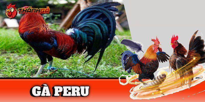 Gà Peru luôn thuộc top giống gà đá cựa sắt đá hay nhất