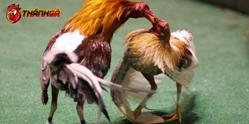 Lý do đá gà cựa dao được đông đảo kê thủ yêu thích đặt cược
