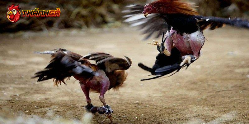 Chọn gà đá cựa sắt và một số lưu ý cần ghi nhớ